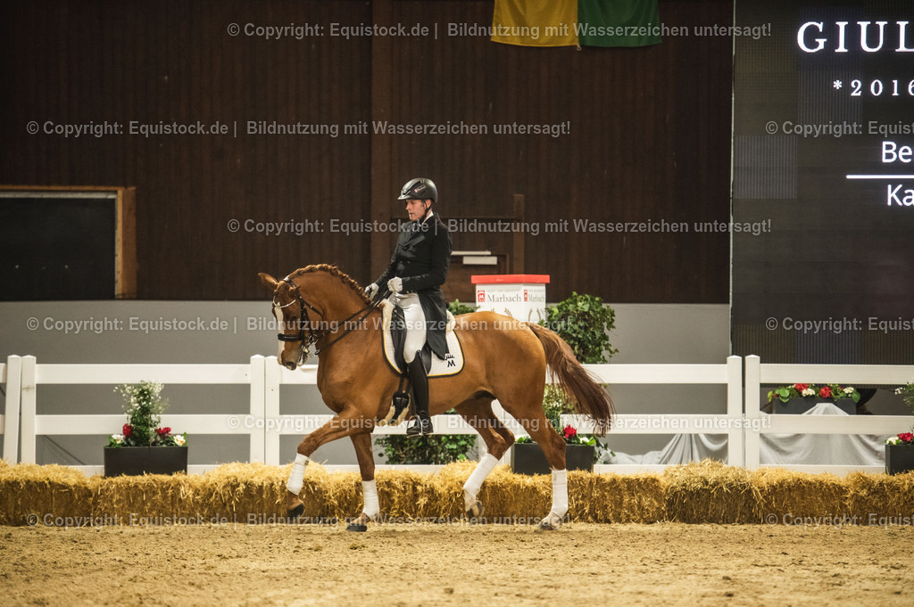 20240302_Hengstvorstellung_Marbach_TOMsPiC_0931 | equistock