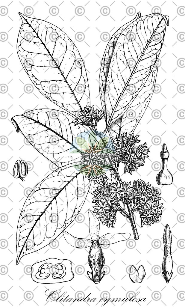 HistAbb_EMP_wfo-4000008644_1_SIMPLE | Historische Abbildung von Clitandra cymulosa - Apocynaceae | Historical Illustration of Clitandra cymulosa - Apocynaceae