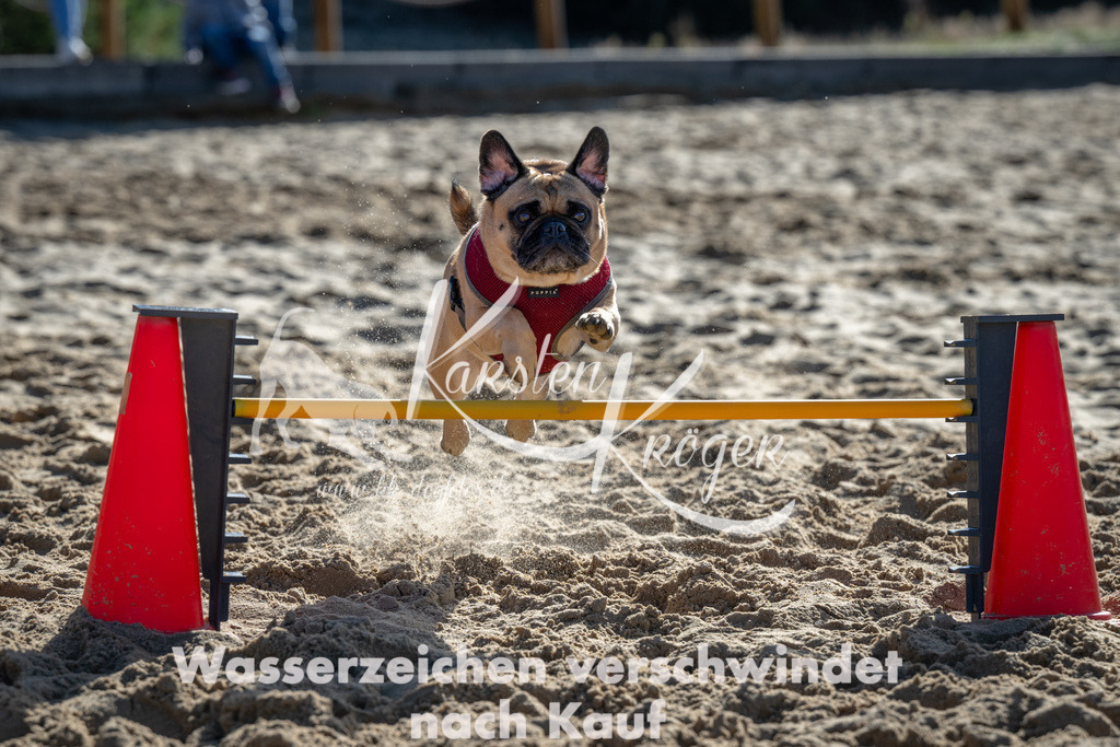 1114_ZZ90669 | kk-dogfotos