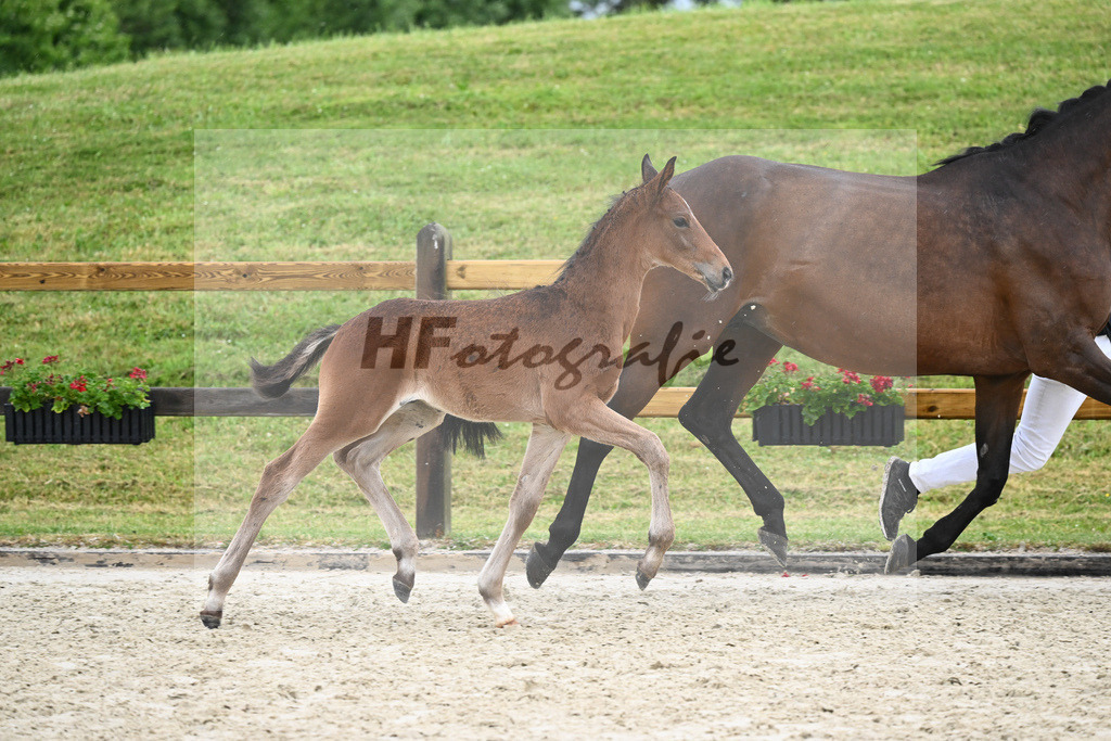 Kat-Nr. 48 HF Benicio_Fischer_17231524 | hf-fotografie - Realisiert mit Pictrs.com
