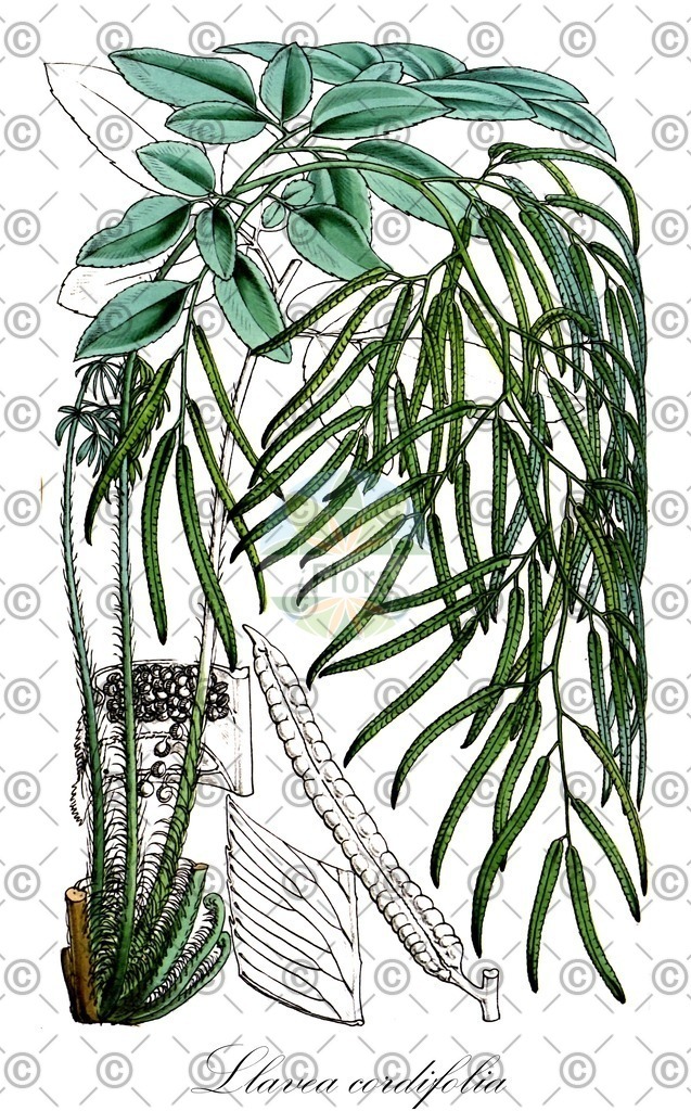 HistAbb_wfo-0000230470_1_ENZY_Simple | Historische Abbildung von Llavea cordifolia - Pteridaceae | Historical Illustration of Llavea cordifolia - Pteridaceae