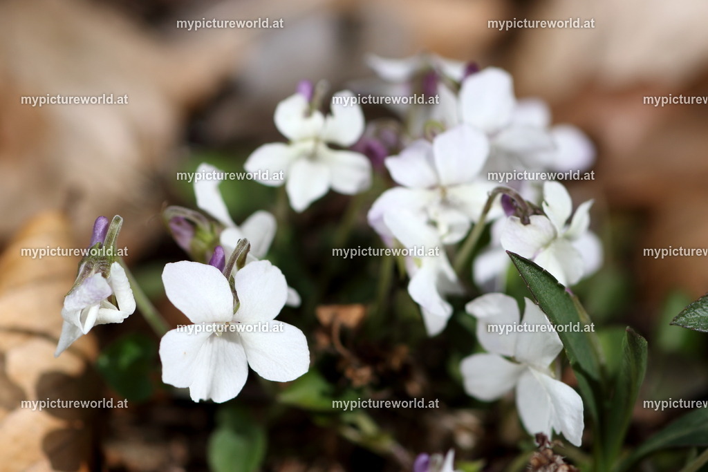 Sand-Veilchen-001 | Das Bilderarchiv über Tiere, Planzen und Landschaften. In der Bilddatenbank finden Sie ein große Auswahl an hochwertigen Bilder für Ihre Werbung - Realisiert mit Pictrs.com