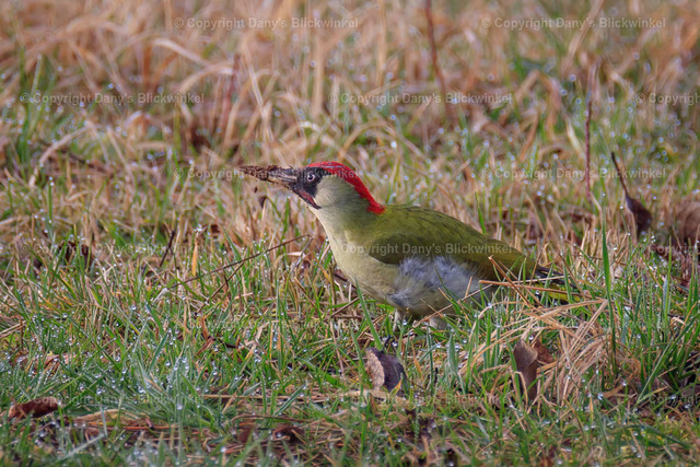 20176 | Tierfotografie, Tierkalender, Tierbilder, Insekten, Spinnen, Vögel, Schmetterling, Libellen, Leinwand, Colorkey, Qualität, Geschenkartikel, Geschenk - Realisiert mit Pictrs.com