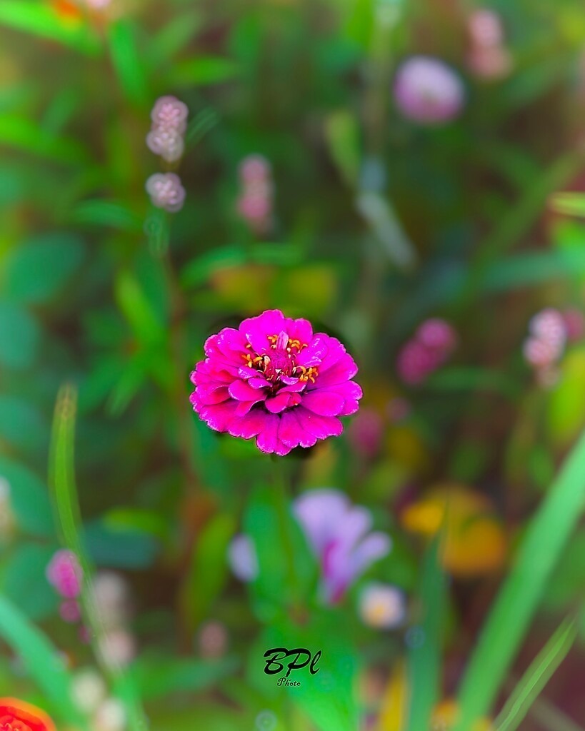 pinke Zinnie | Auf dem Bild ist eine pinke Zinnie (Zinnia elegans) zu sehen. Der Hintergrund wird durch ein Bokeh abgerundet und die umgebenden Pflanzen legen den Fokus auf die Zinnie. - Realisiert mit Pictrs.com