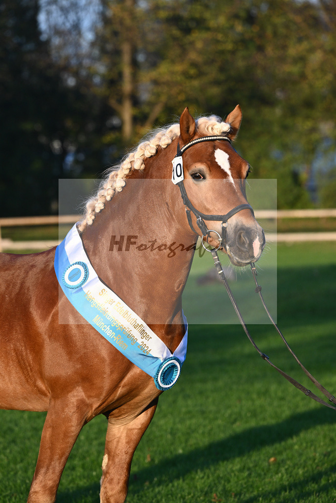 Kat-Nr. 10 Napoleon Bonaparte_Blum_44241238 | hf-fotografie - Realisiert mit Pictrs.com