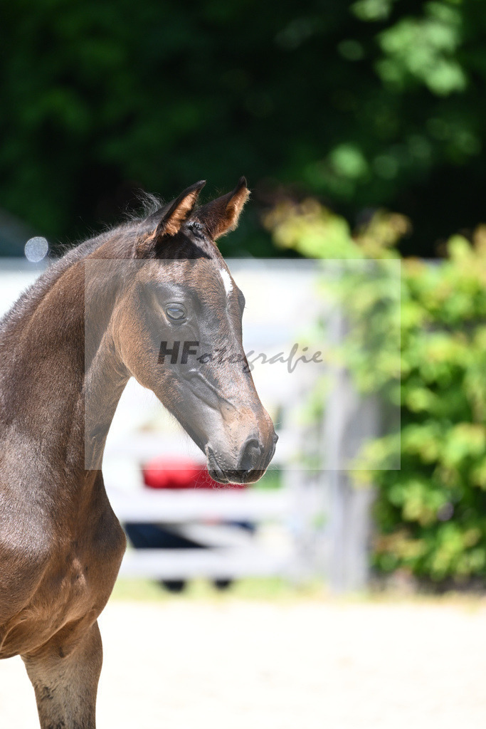 Kat-Nr. 17 SF Chubakko_Mayer_15230431 | hf-fotografie - Realisiert mit Pictrs.com