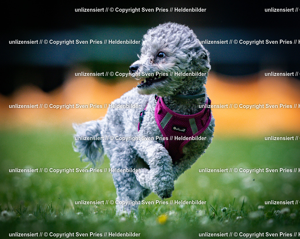 Sven Pries | 2025-05-29 - Pudelrennen KA-Durlach - Realisiert mit Pictrs.com