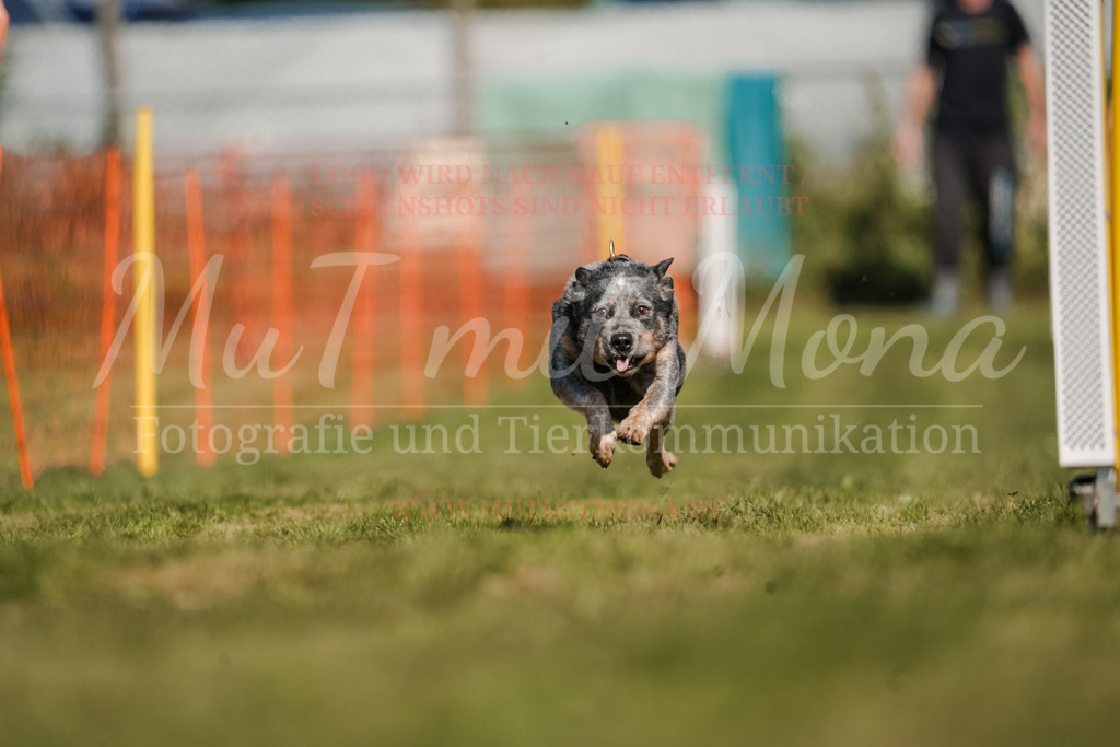 20250928_Hunderennen-671 | MuT (Mensch und Tier) mit Mona - Fotografie und Tierkommunikation - Realisiert mit Pictrs.com