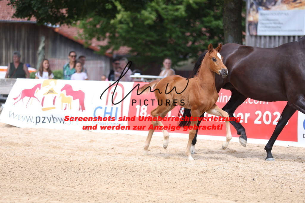 Fohlenschau_Schwäbisch_Hall_dressurbetonte_Fohlen_Goldring_KN 4_2 | lmwpictures - Realisiert mit Pictrs.com