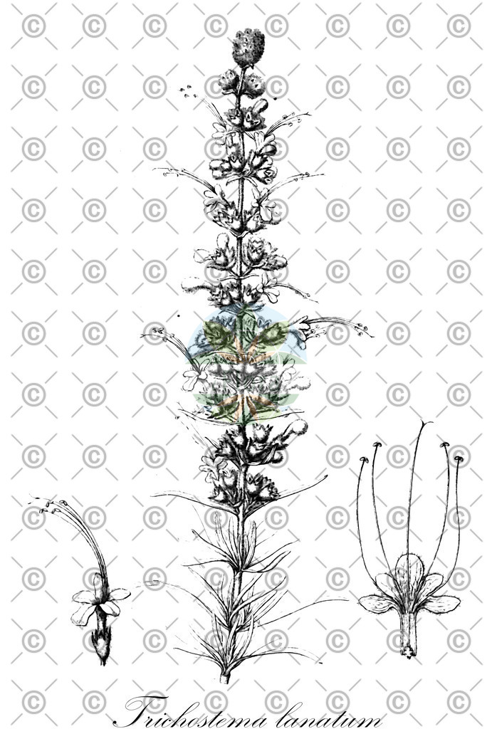 HistAbb_wfo-0000328058_1_ENZY_Simple | Historische Abbildung von Trichostema lanatum - Lamiaceae | Historical Illustration of Trichostema lanatum - Lamiaceae
