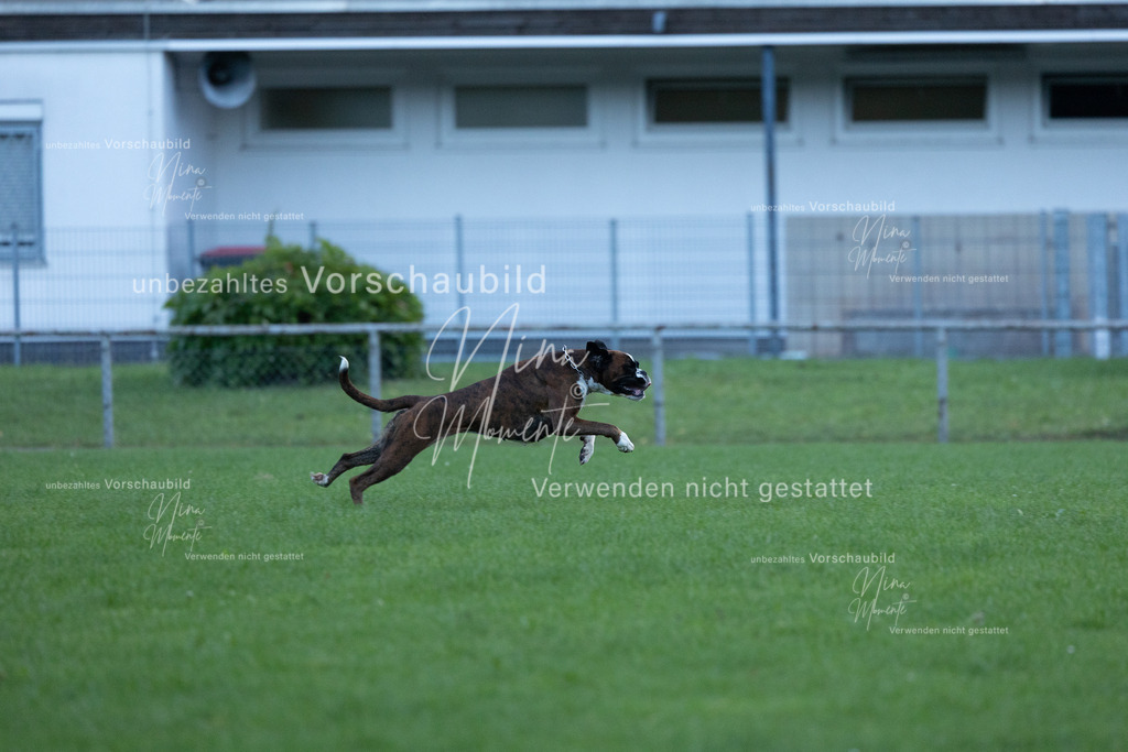 _16A4554 | Einzigartige Fotos von Hunden & Menschen –Actionfotos, Portraits, Vereinsaufnahmen & Paarshootings – authentisch, lebendig & mit Herz.