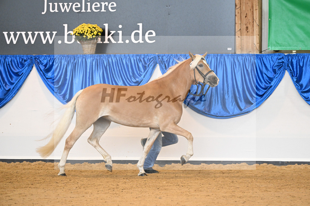 Kat-Nr. 277 Uljenna Dbg_Benzler_54223187 | hf-fotografie - Realisiert mit Pictrs.com