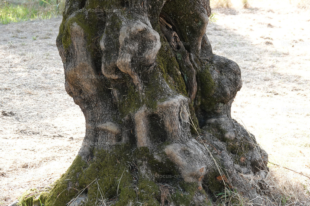 Stories of the Ancient Olive Trees | Ancient Olive Trees