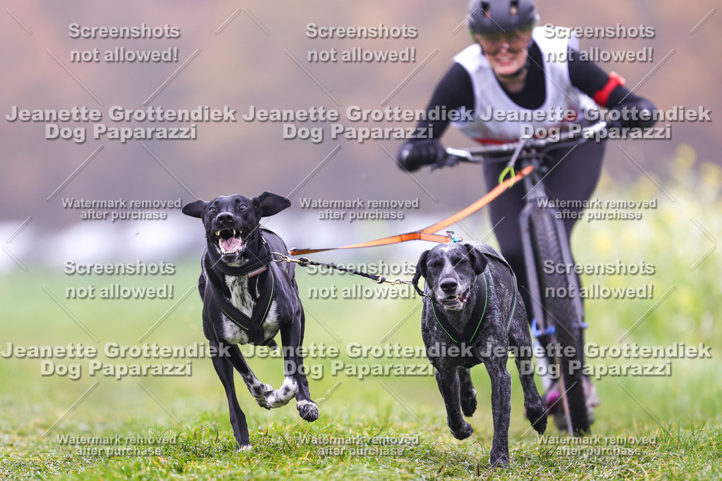 Dog Paparazzi - Visbeck 25 -56 | Dog Paparazzi Jeanette Grottendiek Fotografie & Videografie - Realisiert mit Pictrs.com