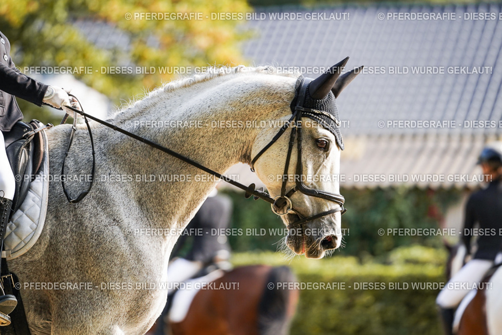 DSC05768 | Pferdegrafie