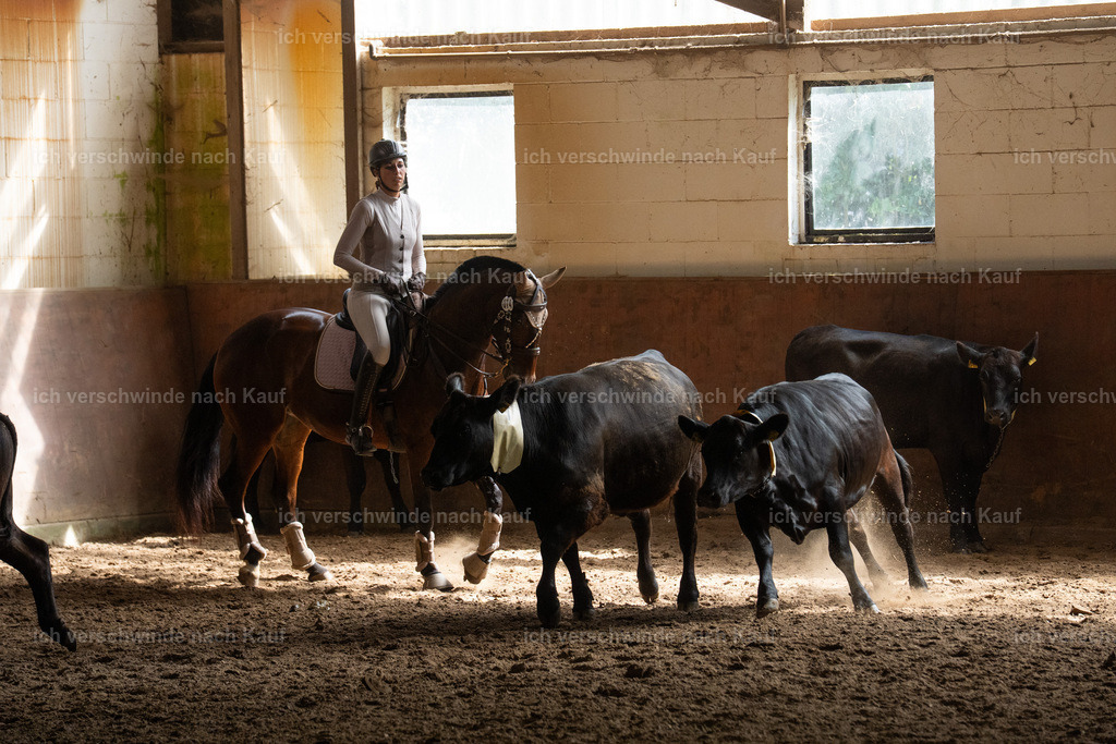 WL_COW_74_SinaFilmArt_IN04198 | working equitationturnier fotograf videograf stoibphotography marixx film working equitation deutschland reitsport turnierfotografie eventfotografie equestrian events