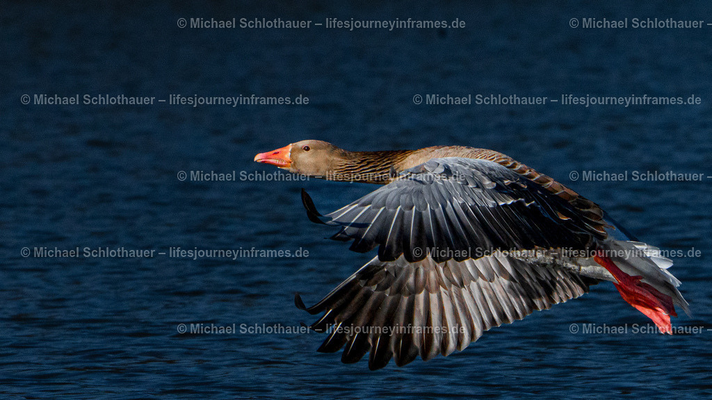 Gans | Wildlife- und Landschaftsfotografie als Wandbild, Poster & mehr. Einzigartige Naturmomente aus Neuseeland, Norwegen & weltweit – fotografiert von Michael Schlothauer. - Realisiert mit Pictrs.com
