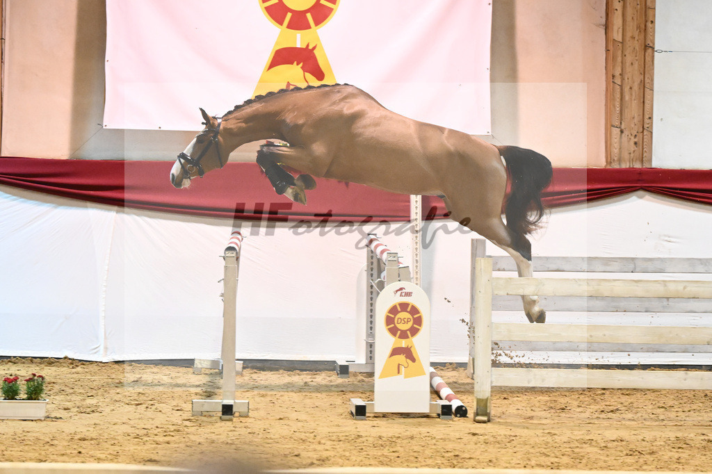 Kat-Nr. 20 Der Terminator RR x Balou du Rouet_Eichler_43231213 | hf-fotografie - Realisiert mit Pictrs.com