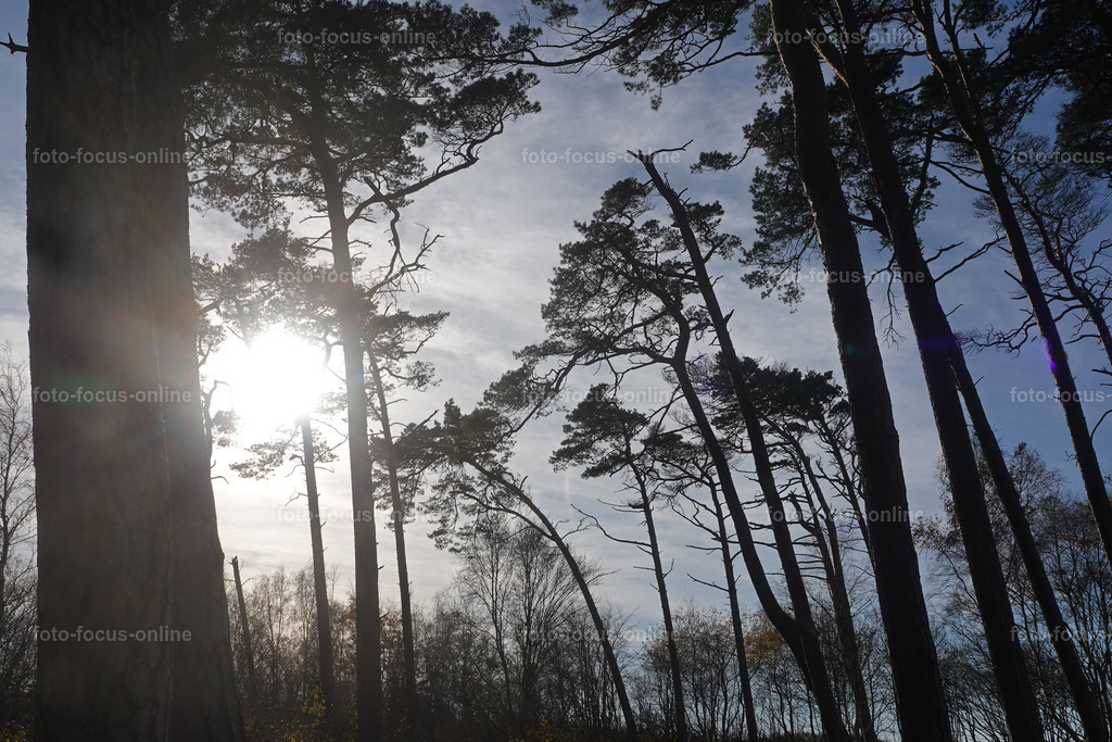 Wind-swept trees in late autumn | foto-focus-online