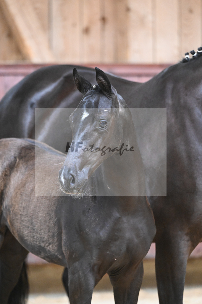 Kat-Nr. 26 SF Zenetti_Kirchmaier_26230323 | hf-fotografie - Realizzato con Pictrs.com