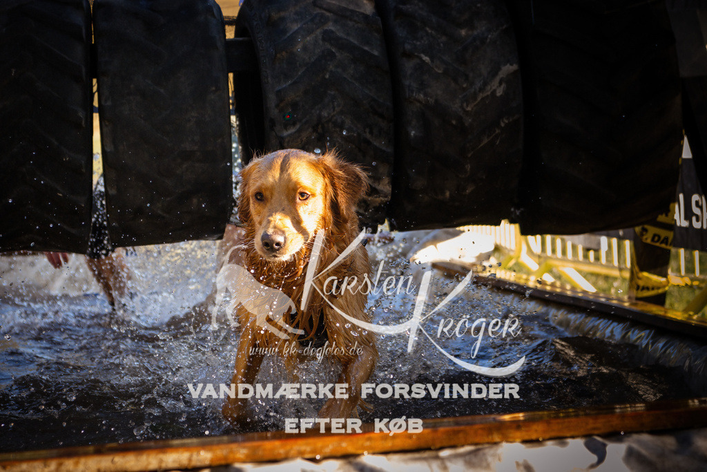 0919_ZZ90544 | kk-dogfotos
