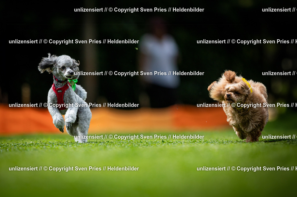 Sven Pries | 19. Allgemeines Hunderennen Karlsruhe Durlach - Realisiert mit Pictrs.com