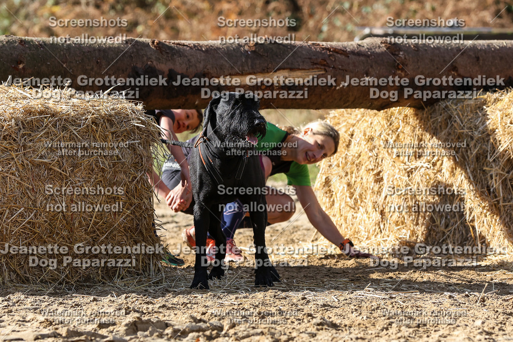 Dog Paparazzi - Strongdog 10-25-4894 | Dog Paparazzi Jeanette Grottendiek Fotografie & Videografie - Realisiert mit Pictrs.com