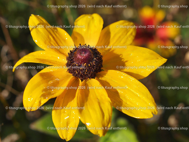 titusgraphy-PA221753-ln | titusgraphy-shop: Geschenkideen mit Qualitätsfotos. titusgraphy-shop: gift ideas with quality photos. titusgraphy-shop: idées cadeaux avec photos de qualité.  - Realisiert mit Pictrs.com