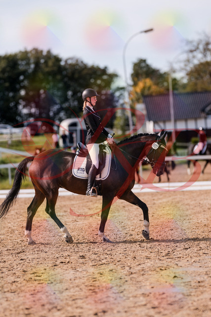 2026_10_03_Siefer-Hof_132234_Z81_72059346 | Professionelle Reitsport-, Turnier- und Eventfotografie von Robert Broda. Galerien mit ausgewählten und bearbeiteten Bildern direkt online ansehen und bestellen.