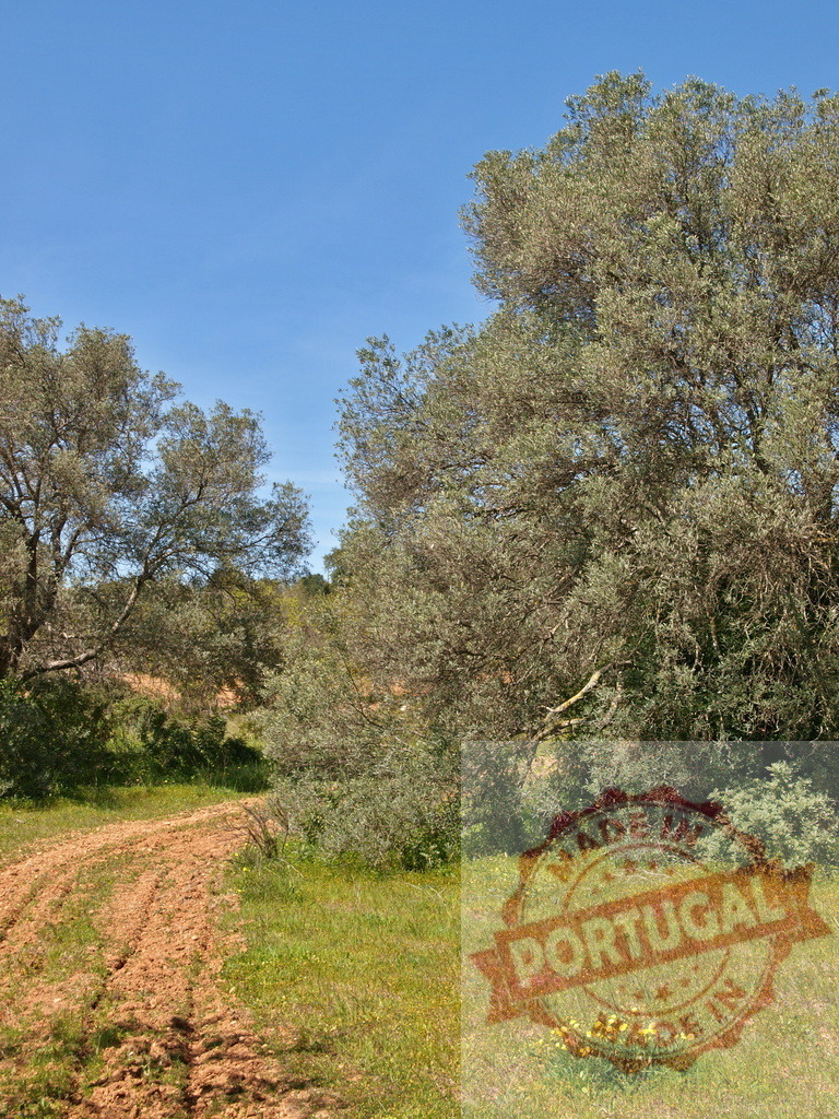Rural olive grove path with sunlit green grass | Dirt path winding through an olive grove under a clear blue sky on a sunny day - Realized with Pictrs.com