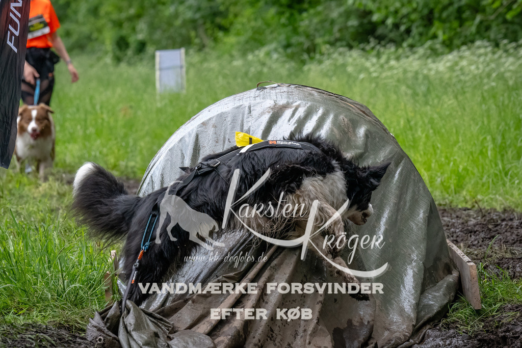 1629_ZZ94275-Bearbeitet | kk-dogfotos