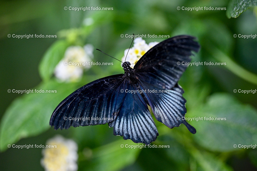 Botanischer Garten Linz_ Schmetterlinge_ Orchideen_ 21.01.2024-57 | 21.01.2024, Botanischer Garten Linz, AUT, Schmetterlinge, im Bild tropische Schmetterlinge, Schmetterling, Falter, Natur, Tiere, Blumen, Pflanzen, Insekten, Butterfly, Tropenhaus