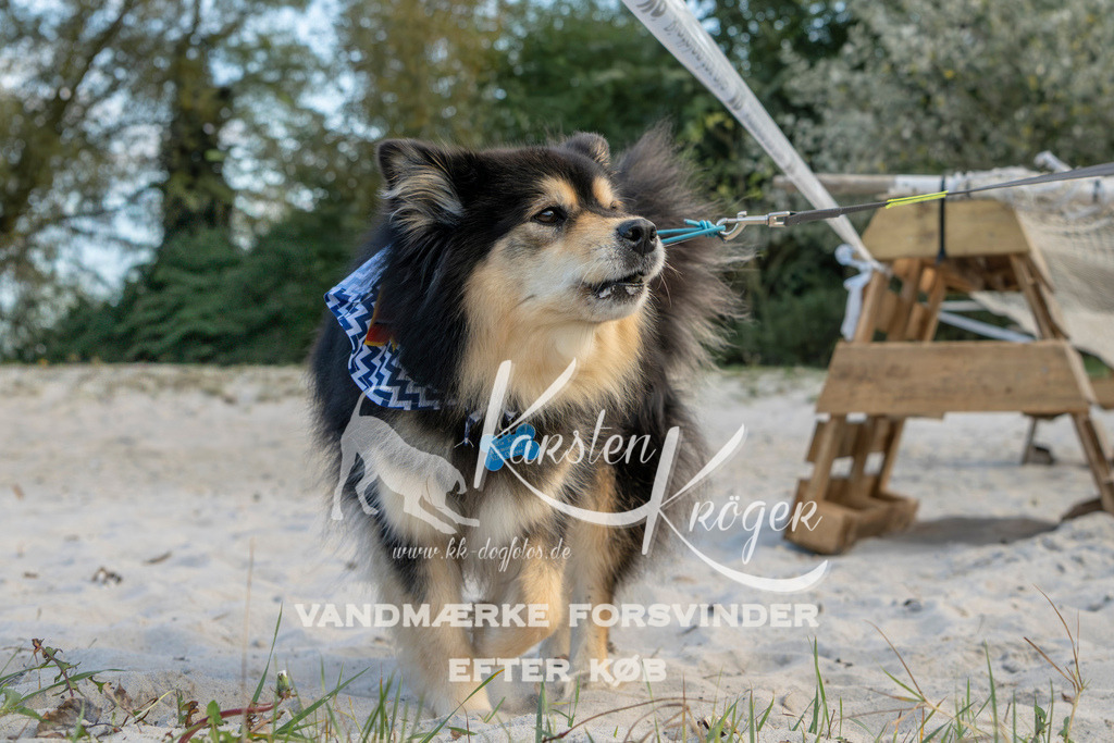 1632_ZZ98018 | kk-dogfotos