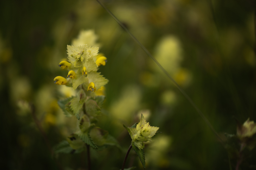 Gelbe Taubnessel | Makroaufnahme mit Nikon ZF, AF-S Micro Nikkor 105mm f2.8