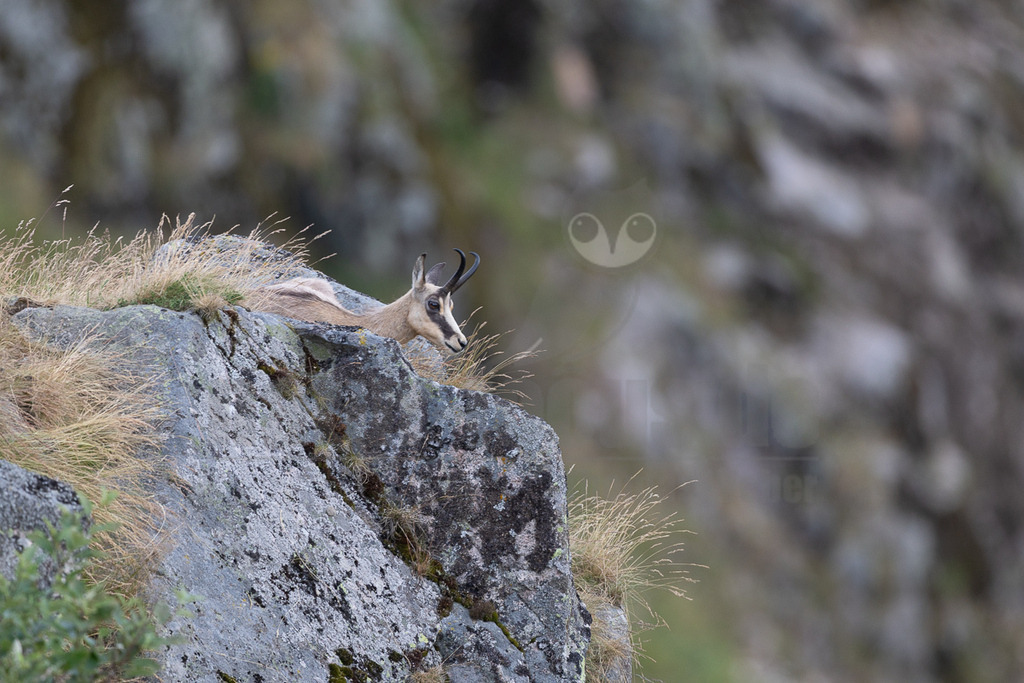 _5NF0754_20250706 | Dieses Querformat zeigt eine Gämse, die auf einem felsigen Vorsprung in einer alpinen Landschaft ruht. Das Tier liegt entspannt, mit dem Kopf leicht erhoben, und blickt nach rechts aus dem Bild. Ihr beiges Fell mit den charakteristischen dunklen Markierungen im Gesicht hebt sich vom grauen Fels ab. Um den Felsvorsprung herum wächst trockenes, gelblich-braunes Gras, was auf Spätsommer oder frühen Herbst hindeutet. Der Hintergrund ist unscharf und zeigt weitere felsige Strukturen und spärliche Vegetation, was die raue und hochalpine Umgebung unterstreicht. Die Szene vermittelt einen Eindruck von Ruhe und Anpassungsfähigkeit des Wildtiers an seinen natürlichen Lebensraum im Gebirge. - Realisiert mit Pictrs.com