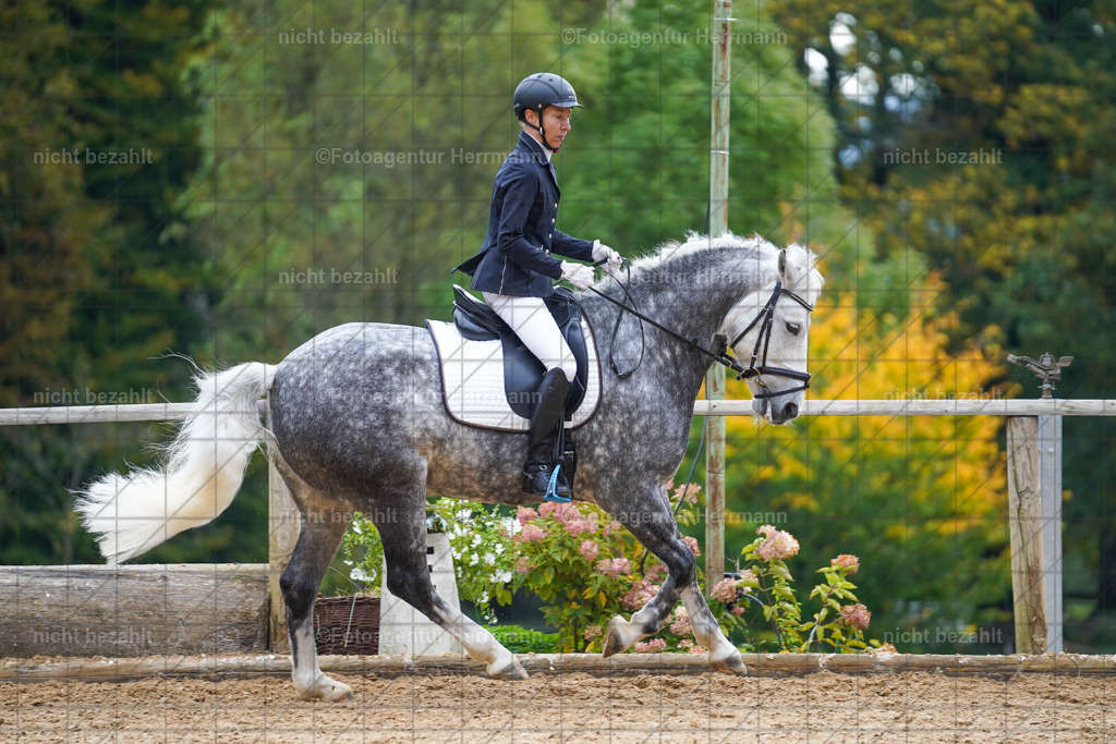 20221008-FAH00876 | Diessen am Ammersee, 2022, Dressur- und Springturnier, Reitsportbilder, Turnierfotografen Bayern, Pferdefotografen, Fotoagentur Herrmann, Turnierbilder