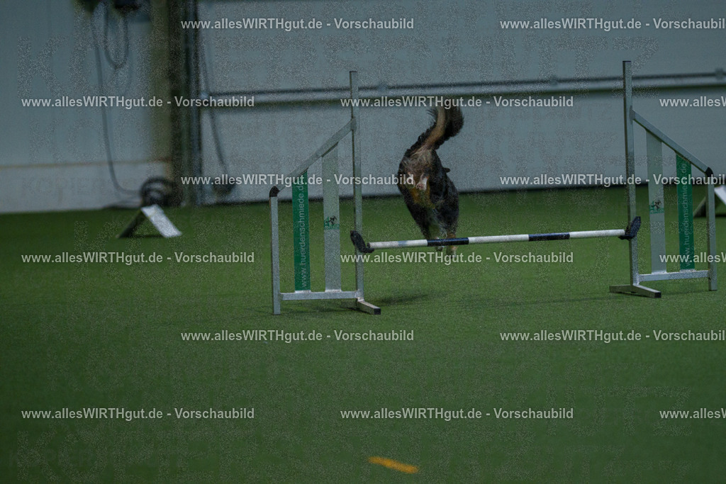 7R503150 | Professionelle Tierfotografie in Mönchengladbach von Daniel Wirth (allesWIRTHgut). Liebevolle & natürliche Bilder von Hunden & Katzen für unvergessliche Erinnerungen.