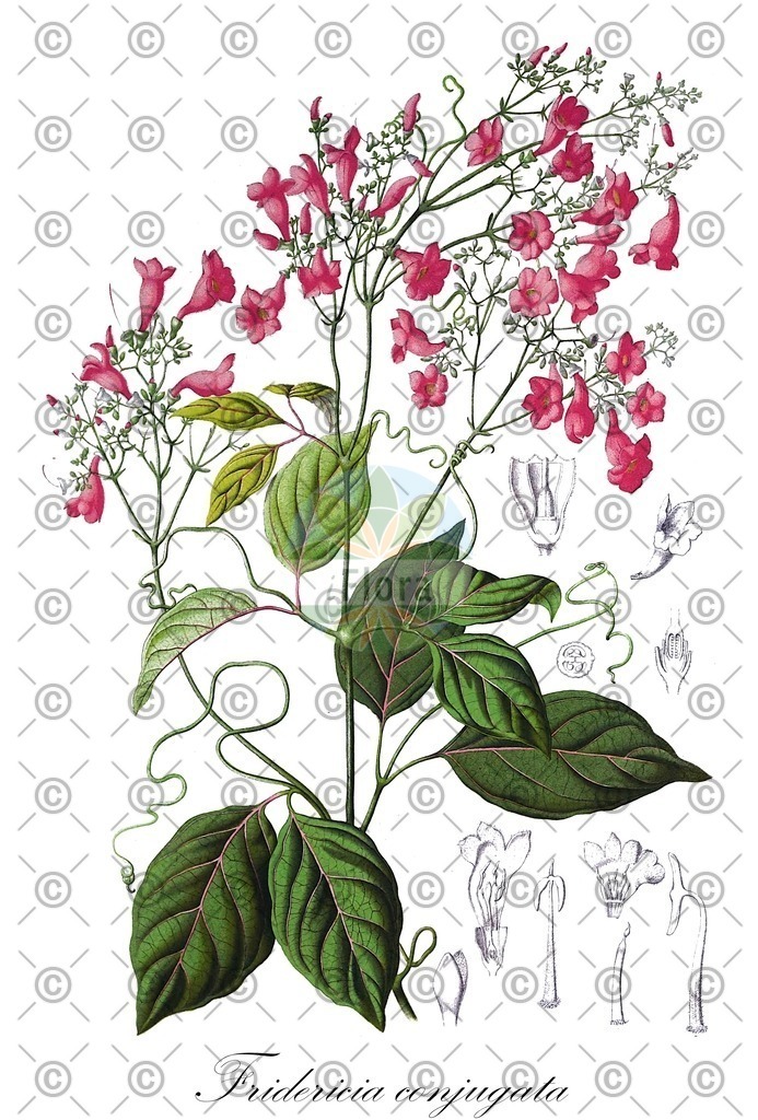 HistAbb_wfo-0000692493_2_ENZY_Simple | Historische Abbildung von Fridericia conjugata - Bignoniaceae | Historical Illustration of Fridericia conjugata - Bignoniaceae