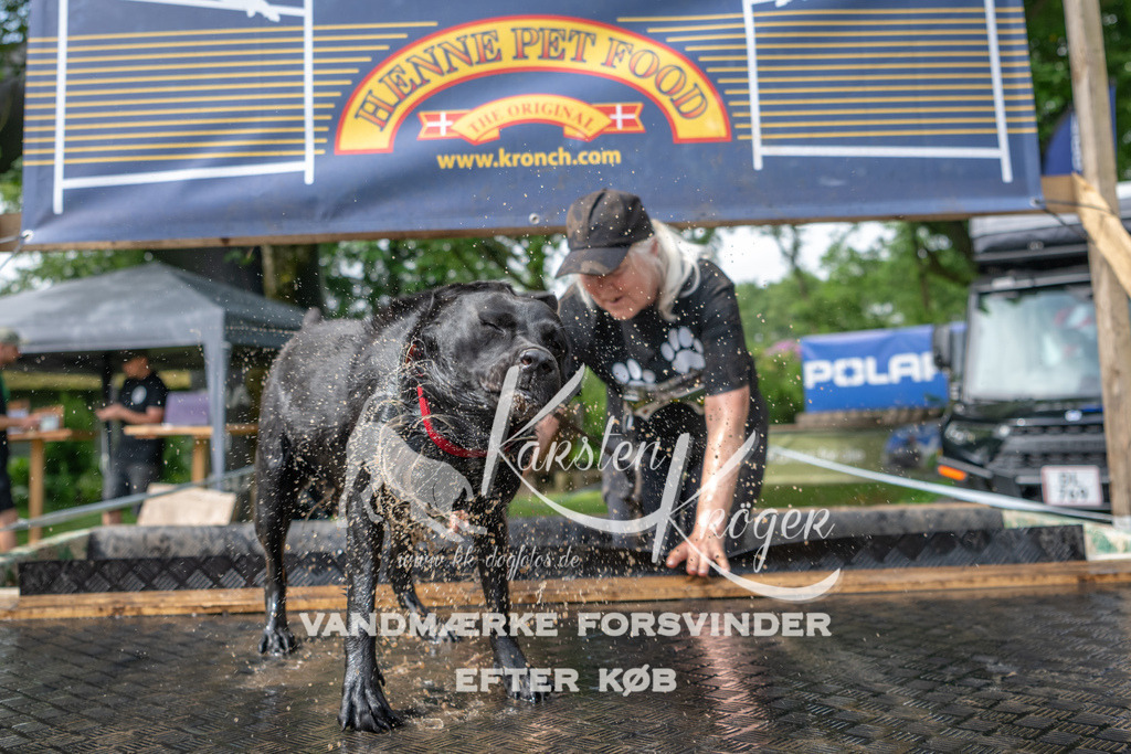 1010_ZZ94345 | kk-dogfotos