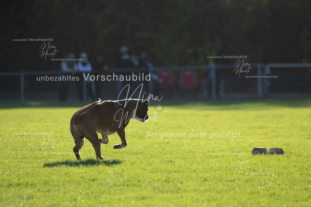 _16A4836 | Einzigartige Fotos von Hunden & Menschen –Actionfotos, Portraits, Vereinsaufnahmen & Paarshootings – authentisch, lebendig & mit Herz.
