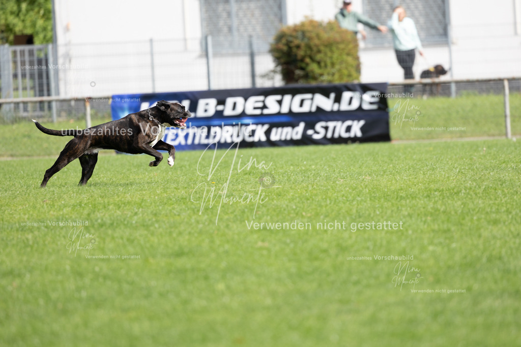 _16A5440 | Einzigartige Fotos von Hunden & Menschen –Actionfotos, Portraits, Vereinsaufnahmen & Paarshootings – authentisch, lebendig & mit Herz.