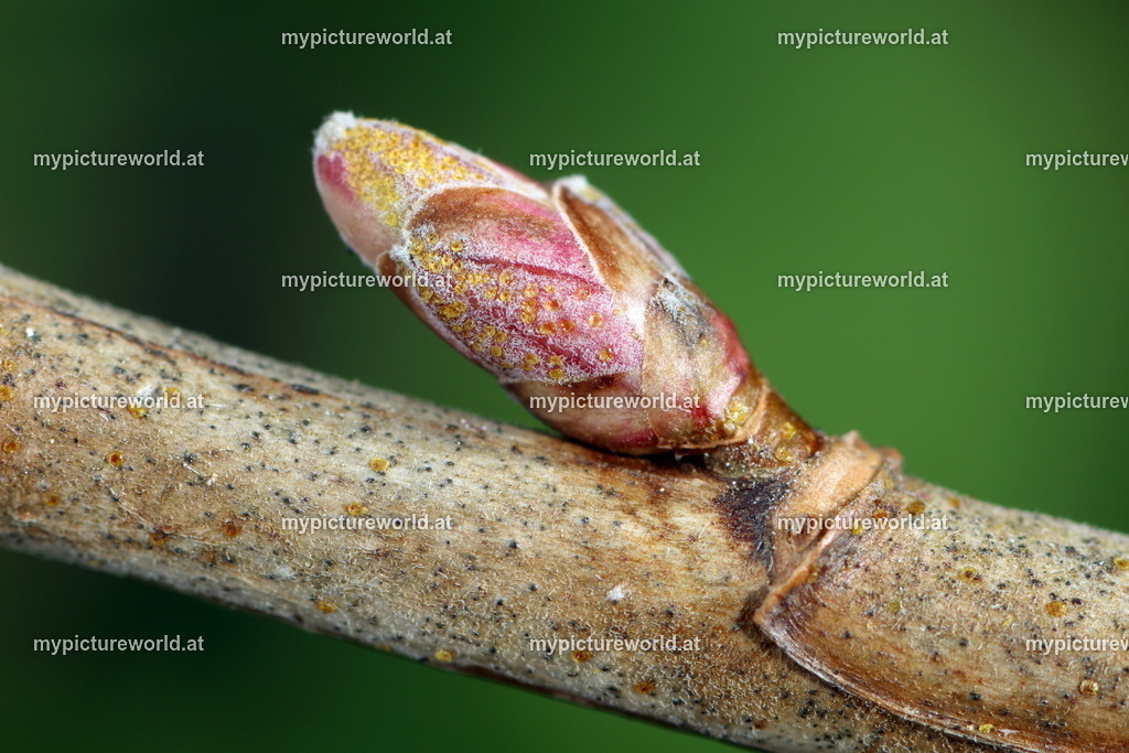 Schwarze Johannisbeere-005 | Das Bilderarchiv über Tiere, Planzen und Landschaften. In der Bilddatenbank finden Sie ein große Auswahl an hochwertigen Bilder für Ihre Werbung - Realisiert mit Pictrs.com