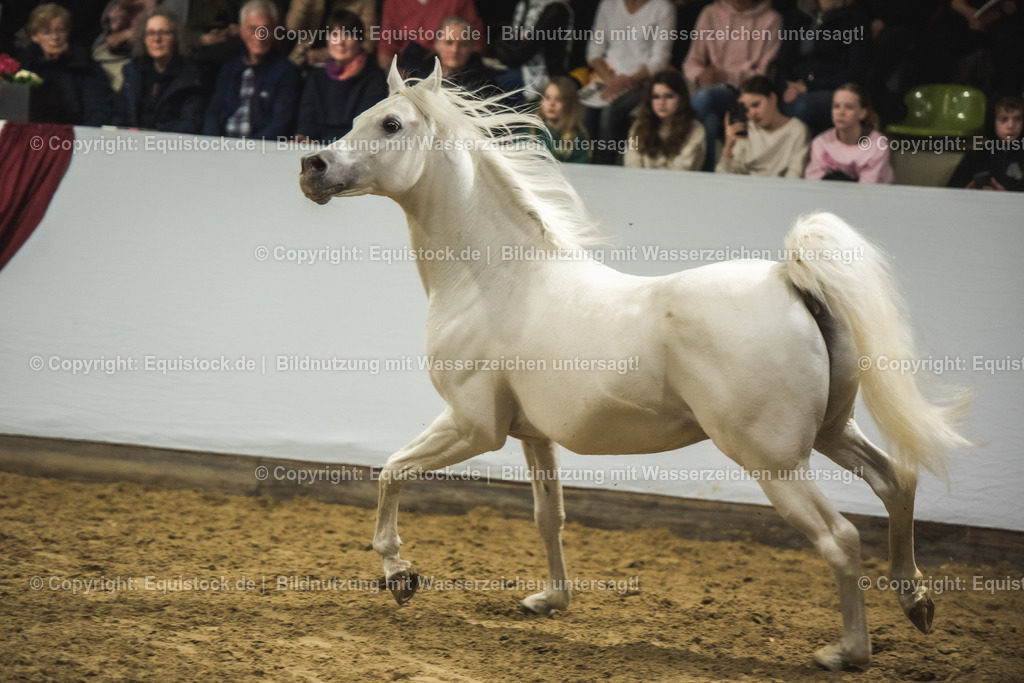 20240302_Hengstvorstellung_Marbach_TOMsPiC_1148 | equistock