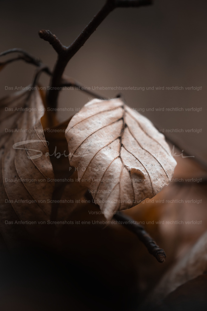 Blatt_27.11.2025_DSCF4230 | People- und Tierfotografie, Imageaufnahmen, Veranstaltungsfotografie und Wandbilder aus der Natur ★ Made in Germany ✔️ Druck + Downloads ✔️ Naturfotografie in Top Qualität ★ schneller Versand, weltweite Lieferung! - Realisiert mit Pictrs.com