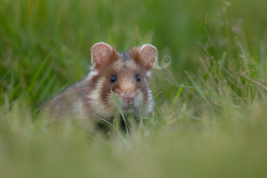R5M22258_20260518 | Ein Feldhamster (Cricetus cricetus) blickt neugierig aus dem dichten grünen Gras hervor. Sein braunes Fell mit beigen und weißen Akzenten ist deutlich zu erkennen, ebenso wie seine großen, dunklen Augen und die kleinen, runden Ohren. Der Hintergrund ist unscharf und zeigt weitere grüne Grashalme, was den Fokus auf das Tier lenkt. - Realisiert mit Pictrs.com