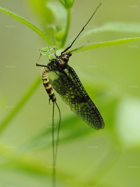 Große Eintagsfliege (Ephemera danica) | Die Große Eintagsfliege (Ephemera danica), auch Dänische Eintagsfliege genannt, ist eine 15–25 mm große Eintagsfliege mit durchsichtigen, leicht gefleckten Flügeln und drei langen Schwanzfäden. Sie gehört zur Familie der Ephemeridae und fliegt vor allem in der Nähe von Gewässern. –  – The Green Drake (Ephemera danica) is a 15–25 mm mayfly with transparent, slightly spotted wings and three long tail filaments. It belongs to the family Ephemeridae and is commonly found near water bodies. - Realisiert mit Pictrs.com