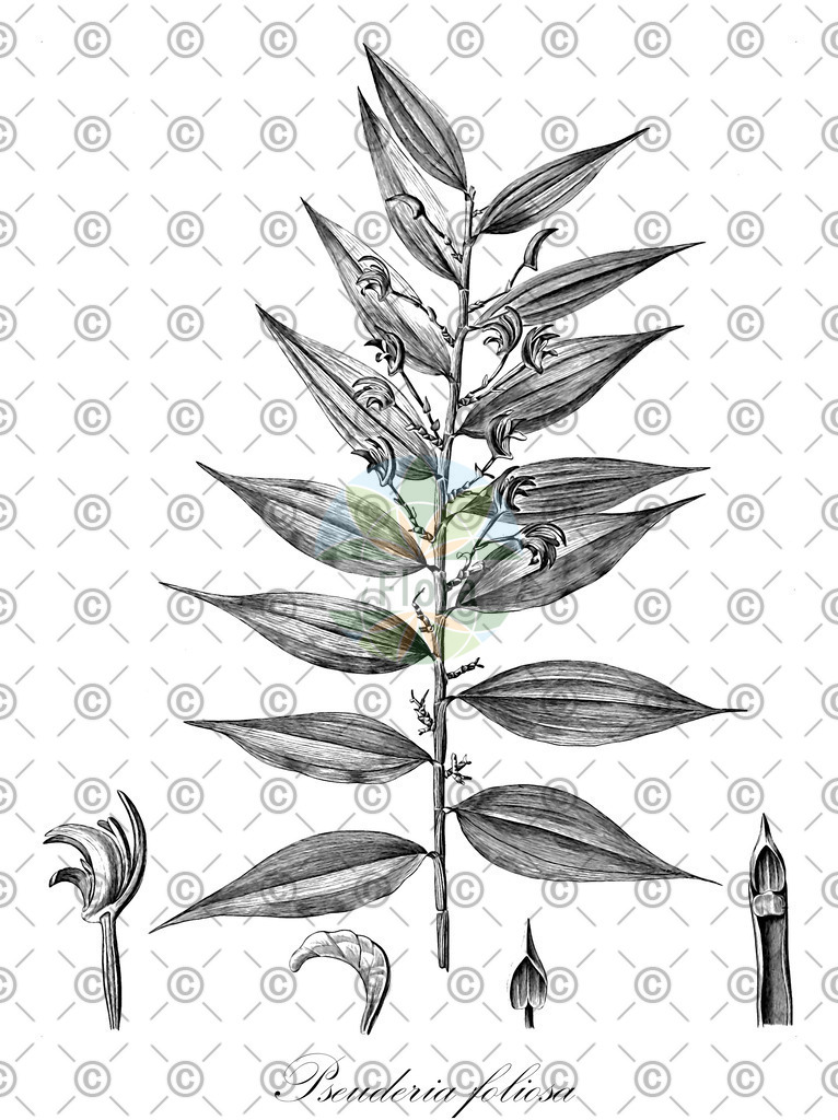 HistAbb_wfo-0001134912_1_ENZY_Simple | Historische Abbildung von Pseuderia foliosa - Orchidaceae | Historical Illustration of Pseuderia foliosa - Orchidaceae