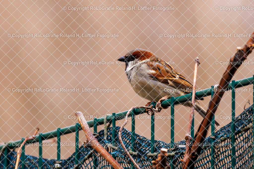 Wildvögel_21 | Singvogel in freier Natur im Garten - Realisiert mit Pictrs.com