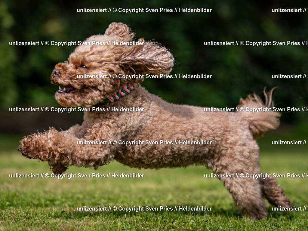 Sven Pries | 2024-09-22 - Hunderennen Baden-BadenPudelverein - Realisiert mit Pictrs.com