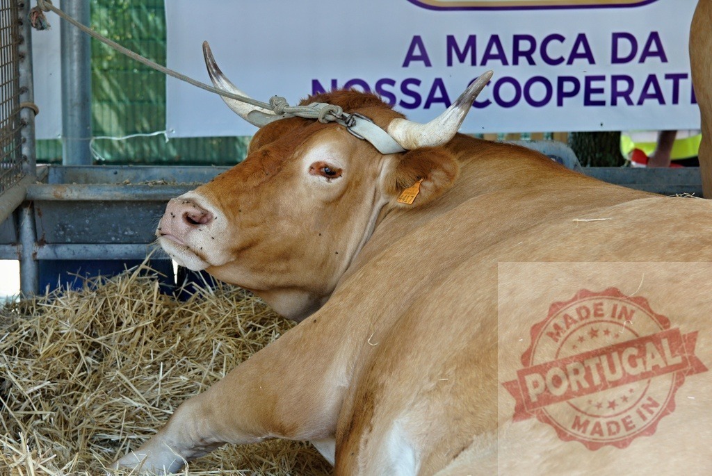 Brown cow resting on hay in agricultural fair | Brown cow resting on hay bedding at an agricultural exhibition - Realized with Pictrs.com